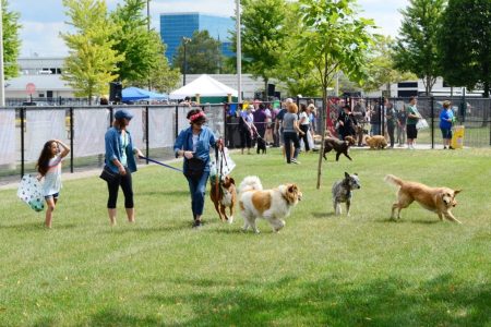 How to choose a safe fun dog park