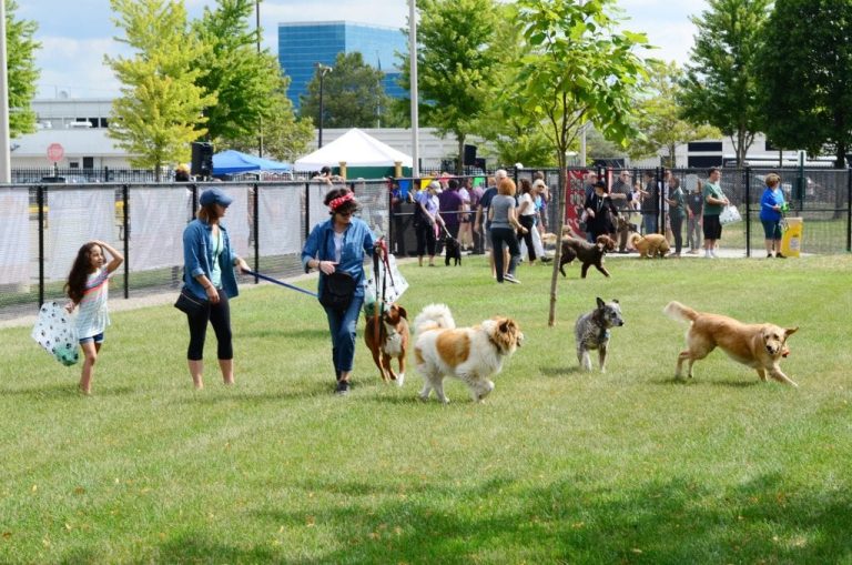 What To Look For In A Safe, Fun Dog Park