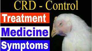 Chicken chronic respiratory disease