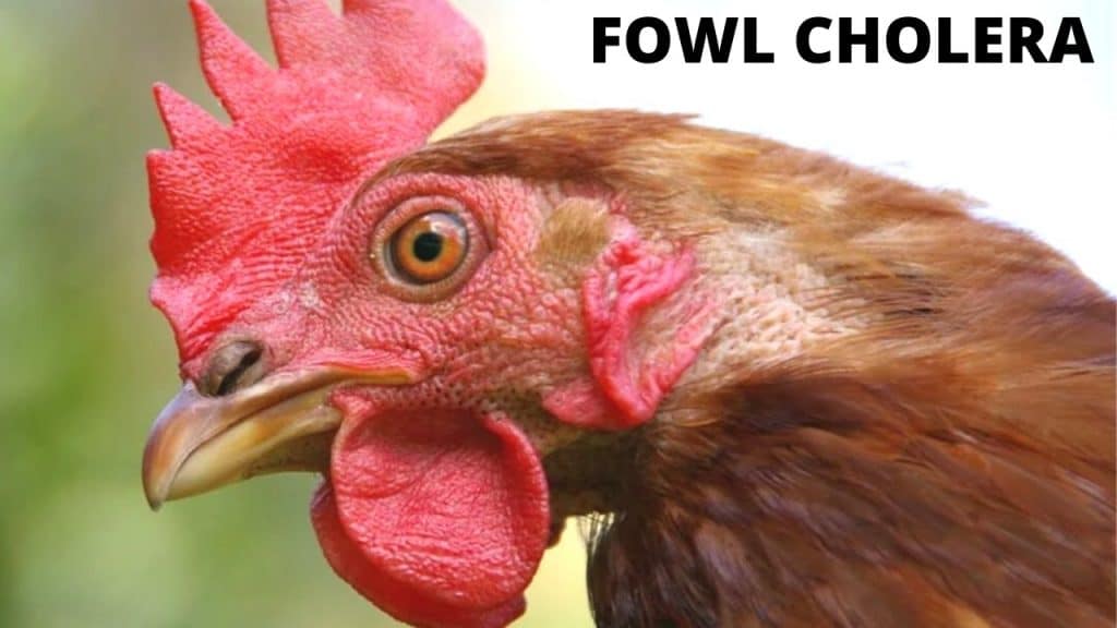 Fowl cholera management