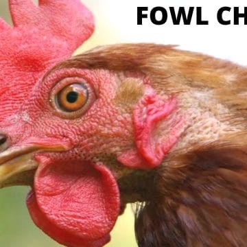Fowl cholera management