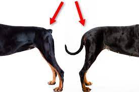 What is tail ducking in dogs