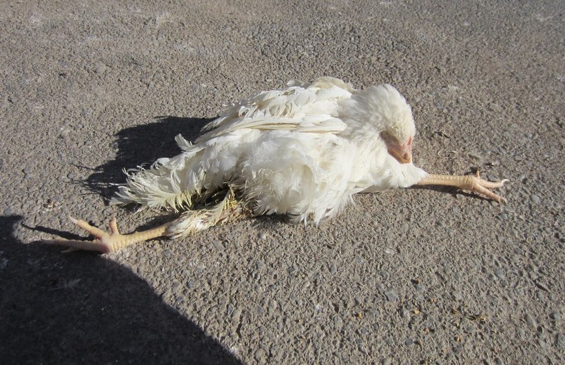 chicken Mareks Disease