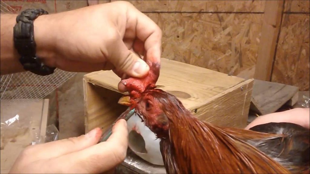 What is dubbing of comb in poultry