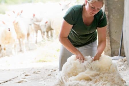 Wool shearing in sheep production