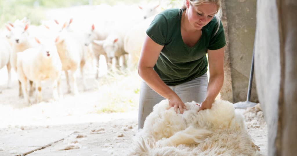 Wool shearing in sheep production