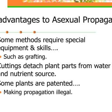 Disadvantages of vegetative propagation