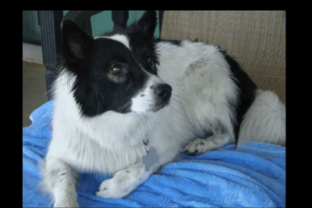 Ski border dog breed behavior