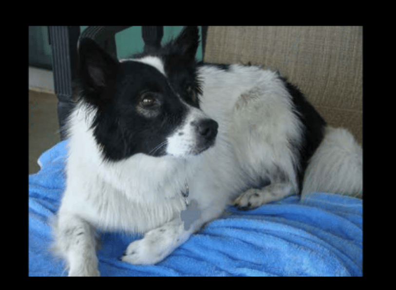 Ski border dog breed behavior