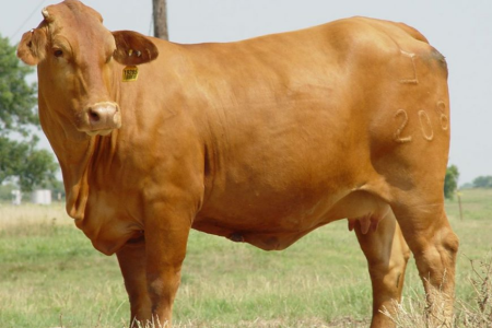 Cons of beefmaster cattle breed