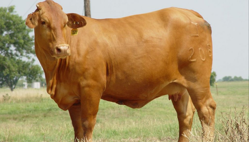 Cons of beefmaster cattle breed