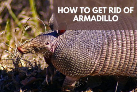 how to get rid of armadillos from your lawn