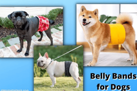 Advantages of belly bands for dogs