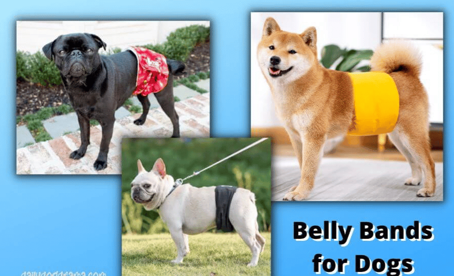 Advantages of belly bands for dogs