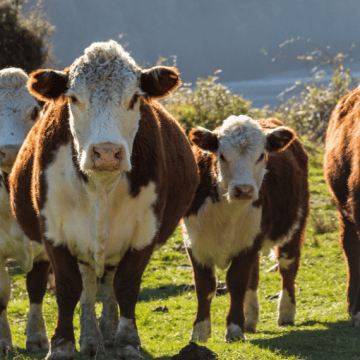 Cons of Hereford cattle breed