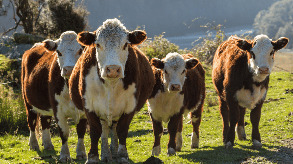 Cons of Hereford cattle breed