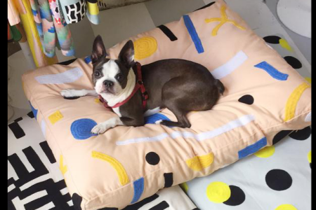 Dusen Dusen Dog Bed Varieties for your Canine Pets 12 What kind of bed is suitable for dogs