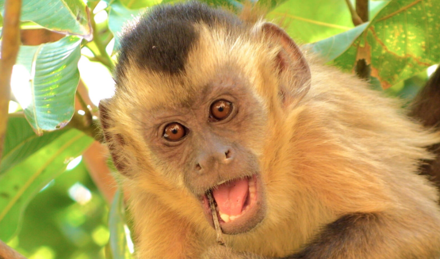 How to keep capuchin monkey as pet