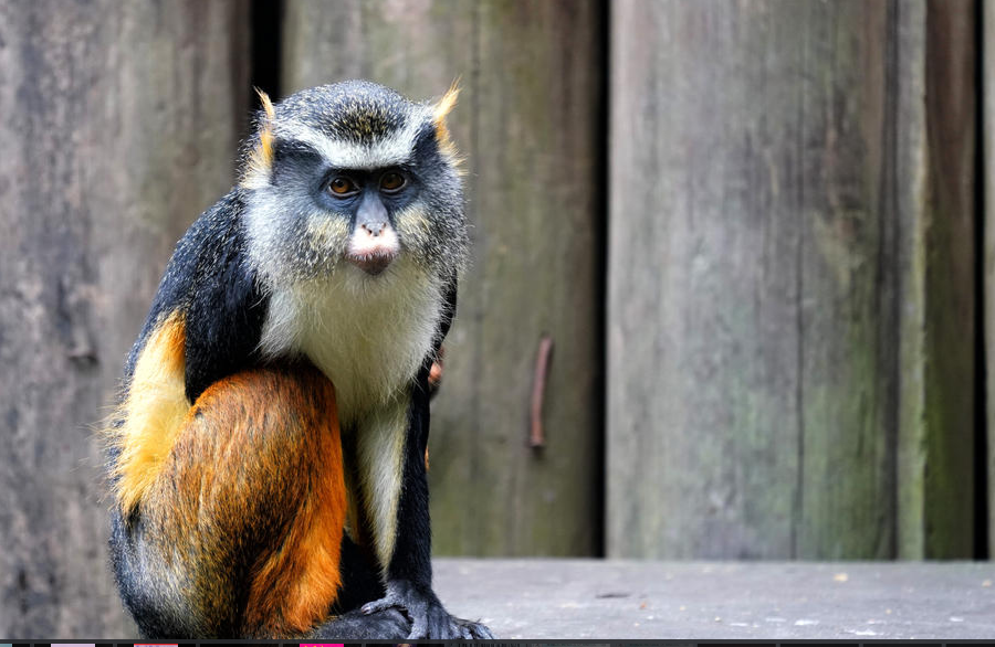 Best small monkey breeds that are safest to own as pet