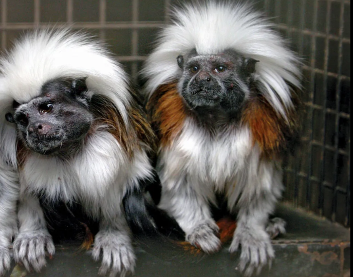 Finger monkey is s small monkey breed to raise as pet