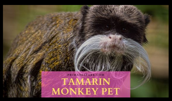 Small monkey breed to keep a pet tamarin by farmpally