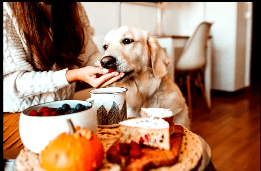 Can you give blueberries pies to dogs