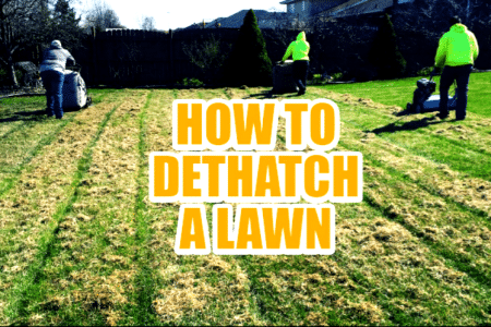 How to Remove thatch from your lawn