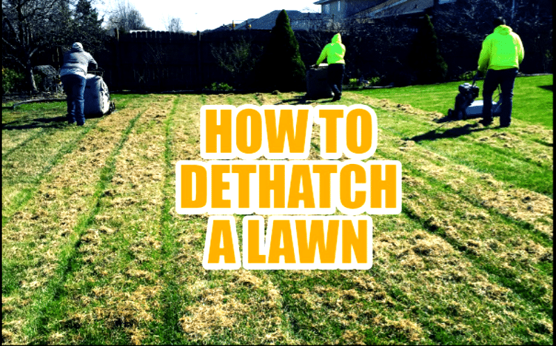 How to Remove thatch from your lawn
