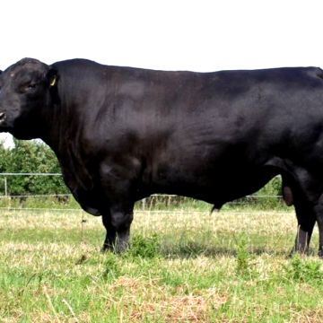 Pros and cons of Angus Cattle breed