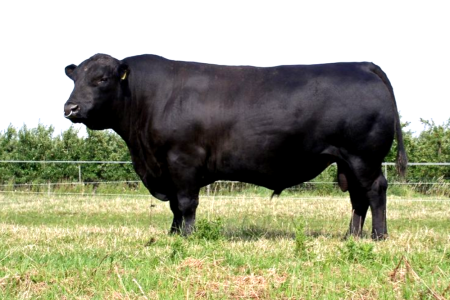 Pros and cons of Angus Cattle breed