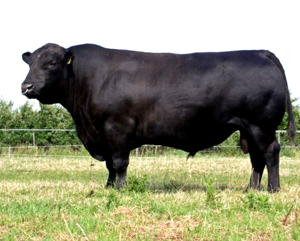 Pros and cons of Angus Cattle breed
