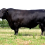 Pros and cons of Angus Cattle breed