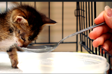 Homemade Cat Formula: How to Dilute Cow Milk for Kittens 38 Homemade Cow's Milk Formula for Kittens