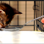Homemade Cow's Milk Formula for Kittens
