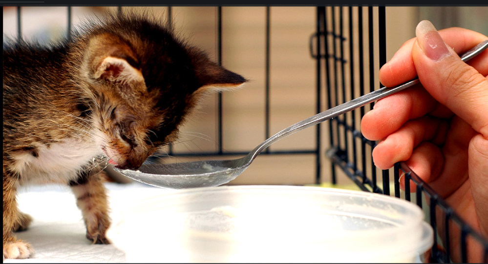 Homemade Cow's Milk Formula for Kittens