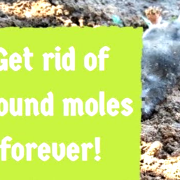 How to get rid of ground moles permanently