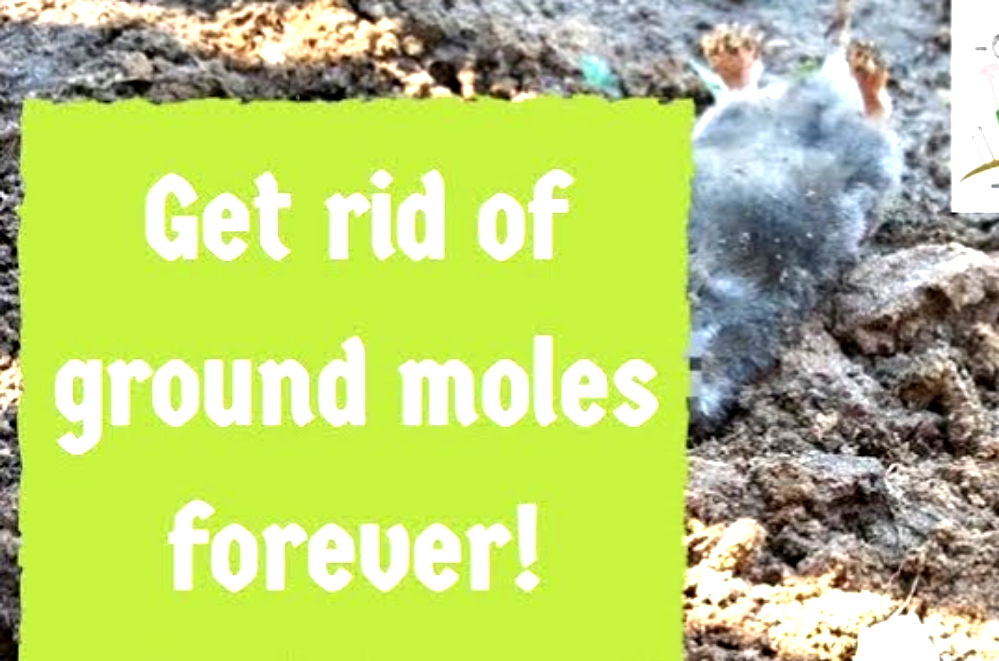 How to get rid of ground moles permanently