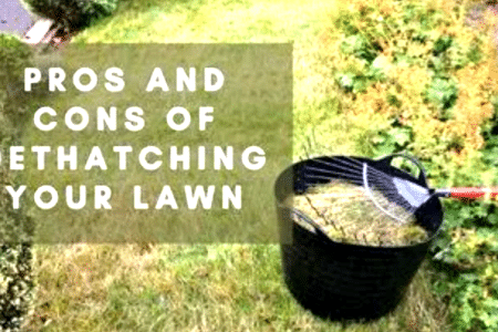 Advantages and disadvantages of dethatching a lawn
