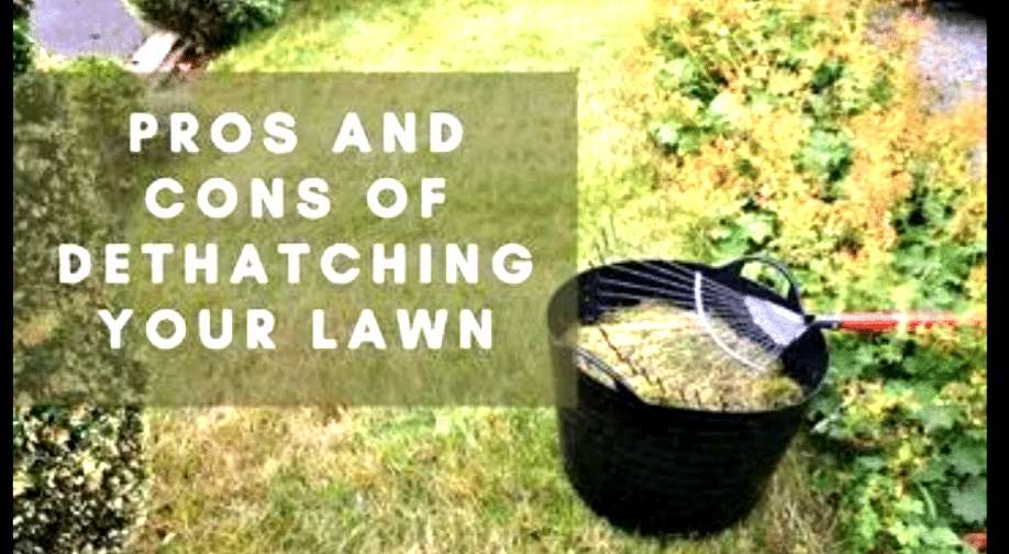 Advantages and disadvantages of dethatching a lawn