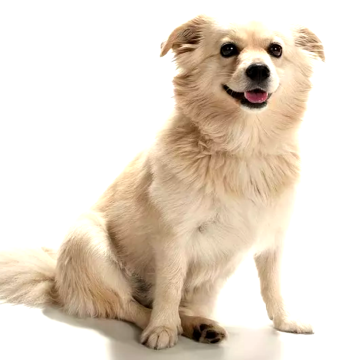 Chihuahua American Eskimo dog breed