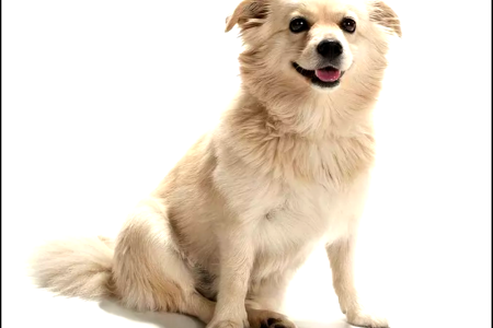 American Eskimo Chihuahua Mix (Chimo) Dog Breed 14 Chihuahua American Eskimo dog breed