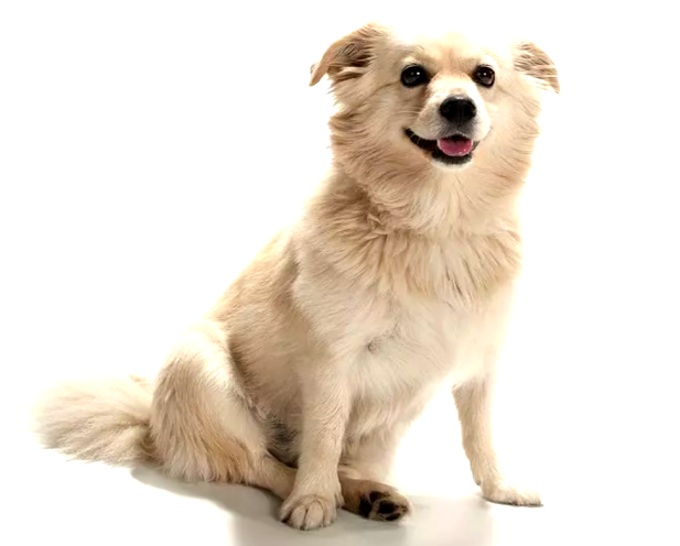 Chihuahua American Eskimo dog breed