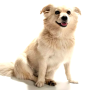 Chihuahua American Eskimo dog breed