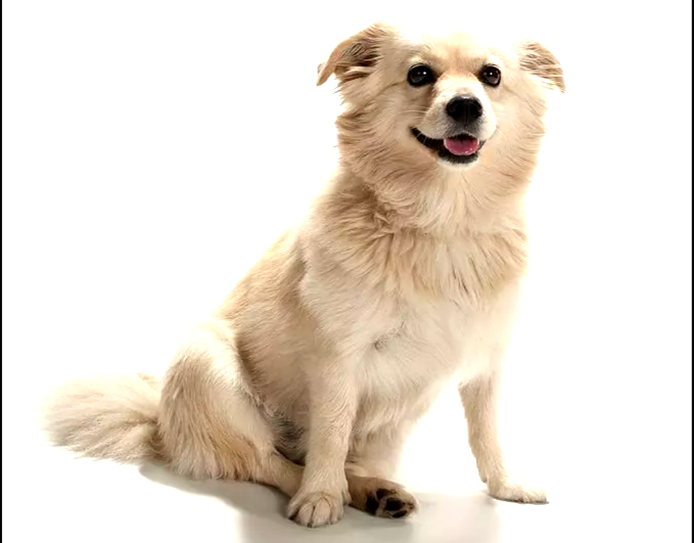 Chihuahua American Eskimo dog breed