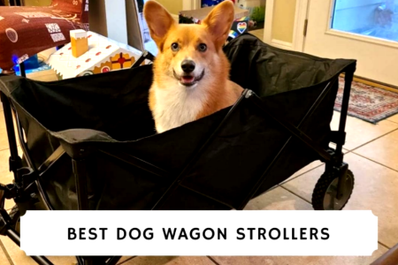 Best Pet Wagon Strollers for Dogs with Arthritis to Walk 18 Best dog stroller for walking