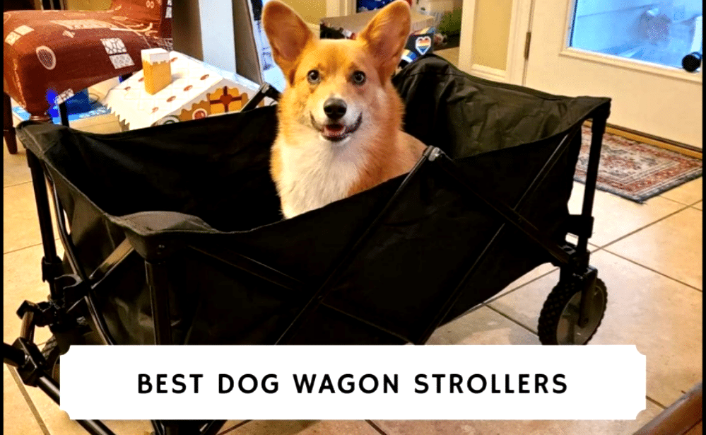 Best dog stroller for walking