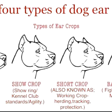 Types of ear cropping for Cane Corso