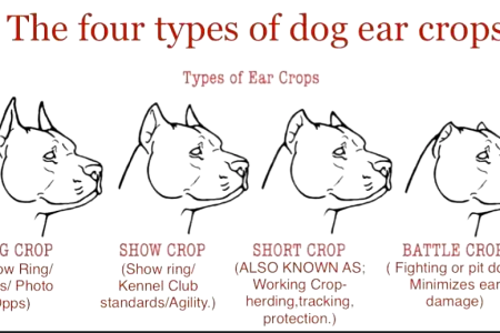 Types of ear cropping for Cane Corso