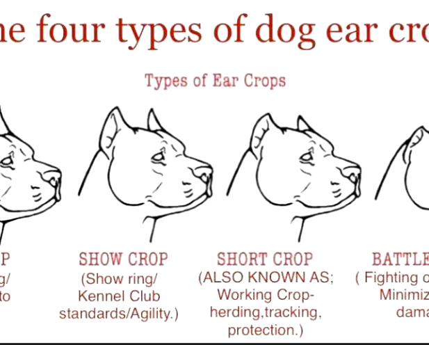 Types of ear cropping for Cane Corso