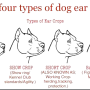 Types of ear cropping for Cane Corso
